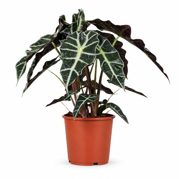 Alocasia Polly (45cm, Ø17cm) im Kulturtopf