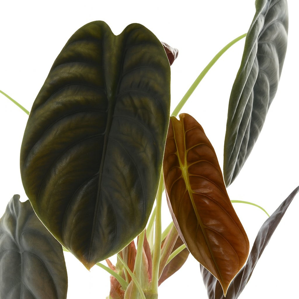 Alocasia Red Secret 35cm weitere Ansicht