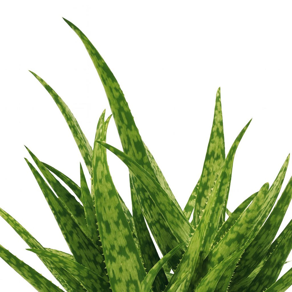 Aloe Spider 15cm Nahaufnahme