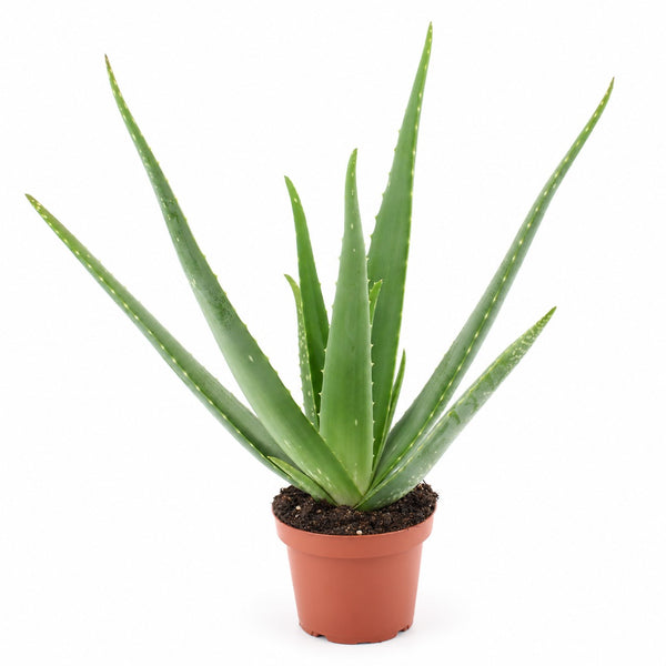 Aloe Vera - 45cm im Kulturtopf