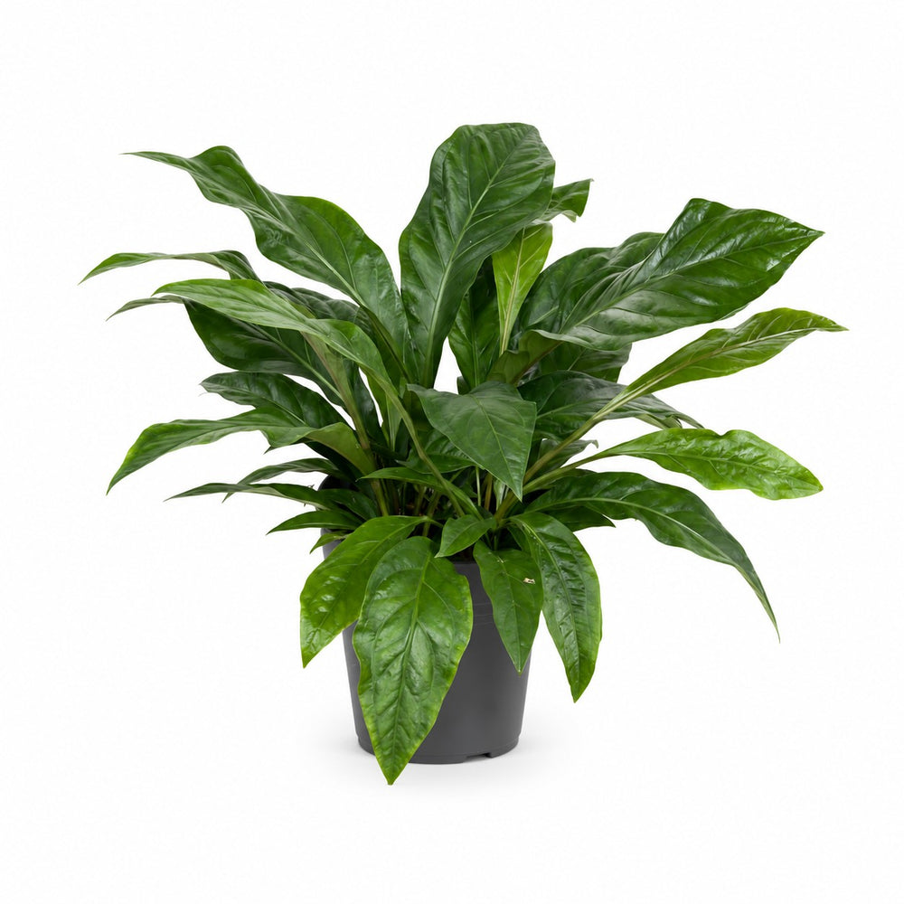 Anthurium Jungle Bush (70cm, Ø30cm) im Kulturtopf