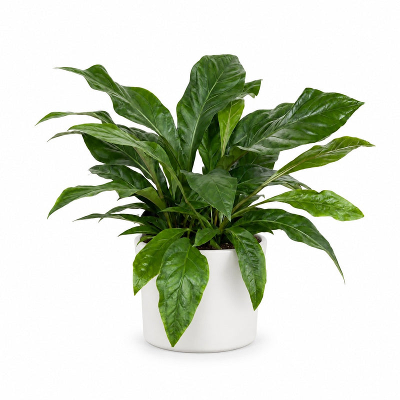 Anthurium Jungle Bush Detail