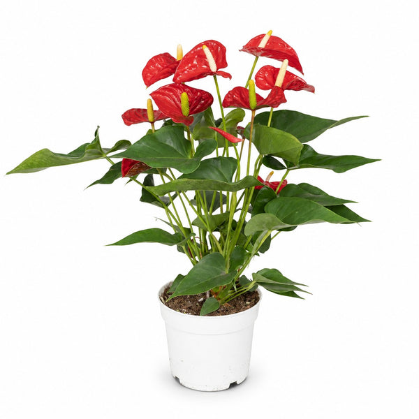 Anthurium Red (55cm, Ø17cm) im Kulturtopf