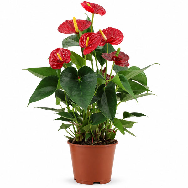 Anthurium Success Red - 43cm im Kulturtopf