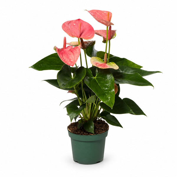 Anthurium Sweet Dream (35cm, Ø12cm) im Kulturtopf