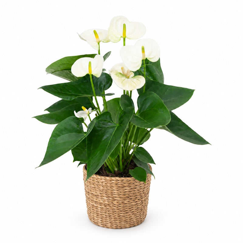 Anthurium White Detail