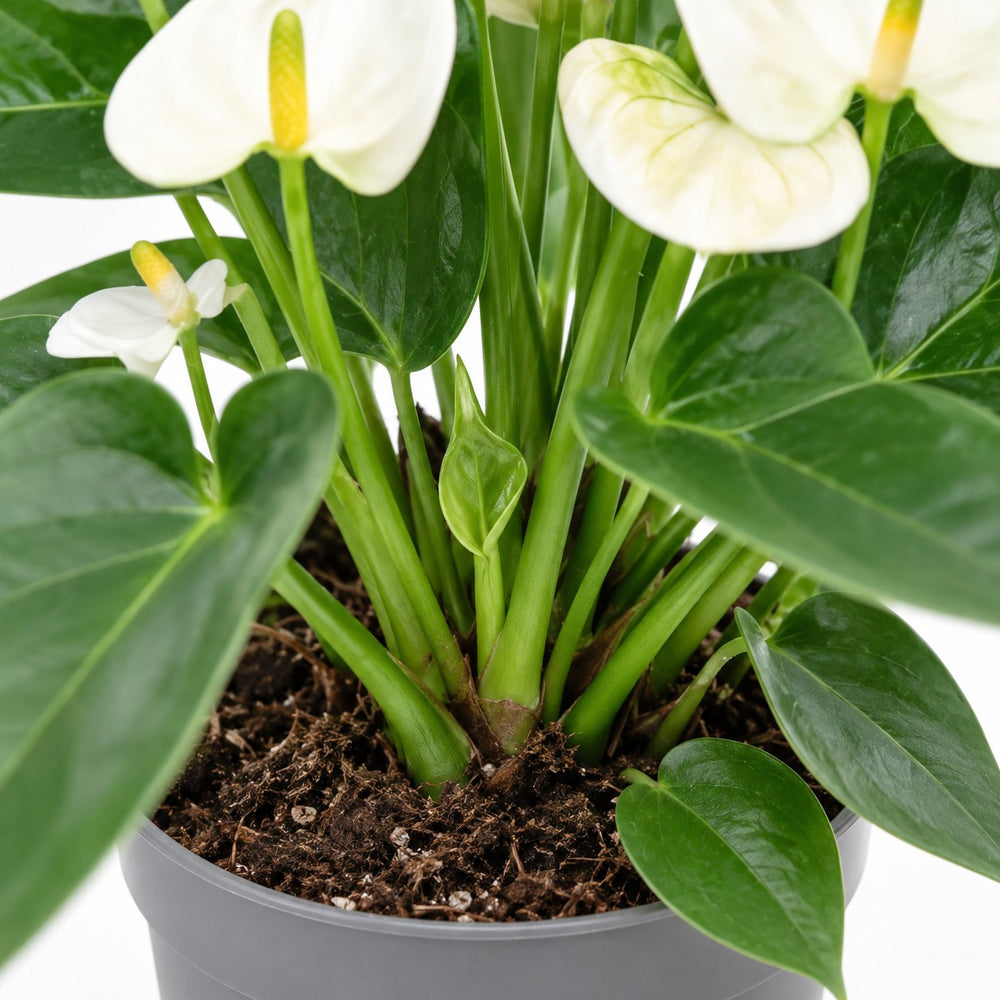 Anthurium White, Nahaufnahme Wuchs und Triebansatz