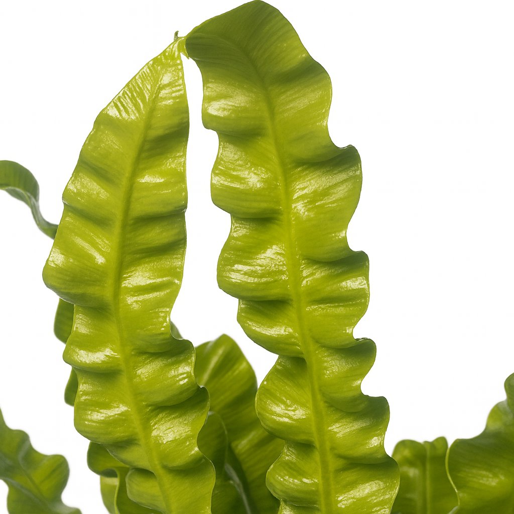 Asplenium Crispy Wave 25cm Nahaufnahme