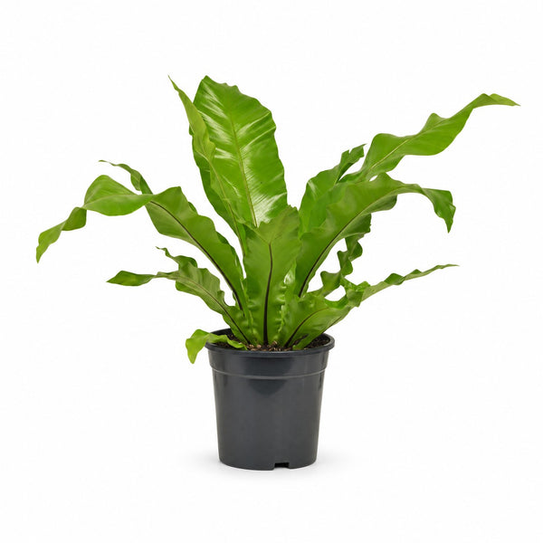 Asplenium Nidus (60cm, Ø17cm) im Kulturtopf