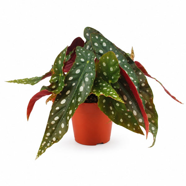 Begonia Maculata (20cm, Ø12cm) im Kulturtopf