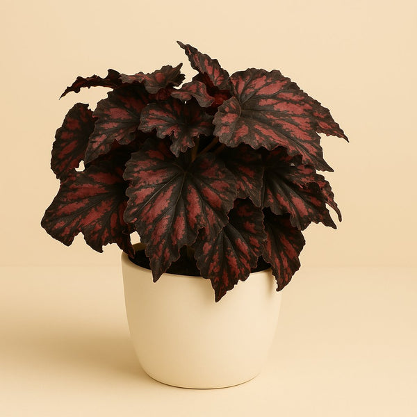 Begonia Rex Etna 25cm