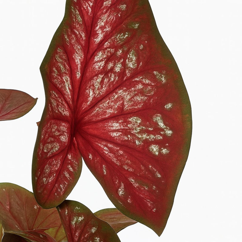Caladium Bicolor Detail