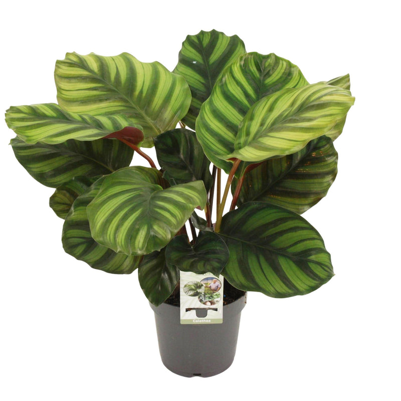 Calathea Fasciata Detail
