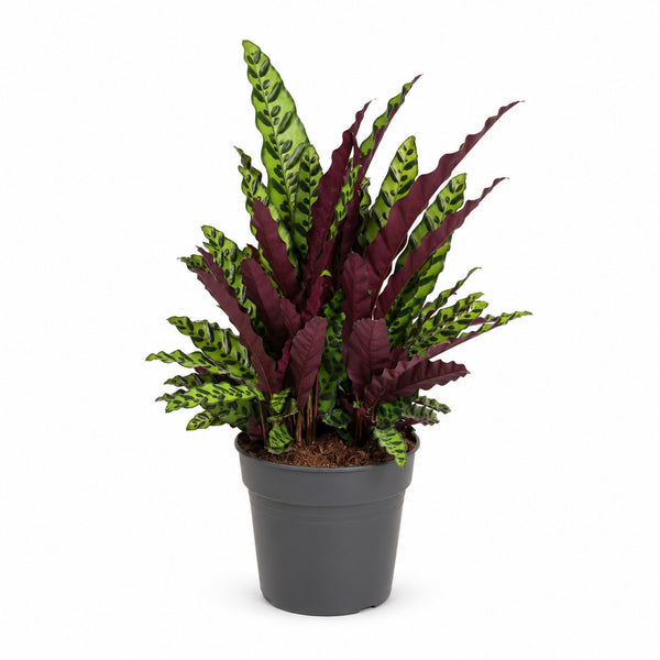 Calathea Lancifolia (70cm, Ø27cm) im Kulturtopf