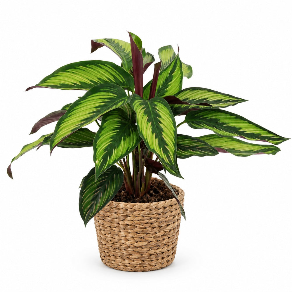 Calathea Majestica Princeps (45cm), Stylingbeispiel im Übertopf (Übertopf nicht enthalten)