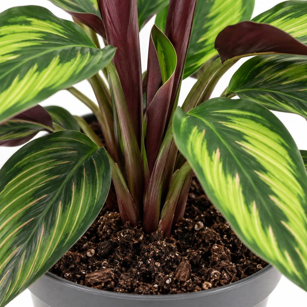 Calathea Majestica Princeps, Nahaufnahme Wuchs und Triebansatz