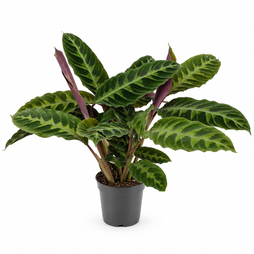 Calathea Warscewiczii (50cm, Ø14cm) im Kulturtopf
