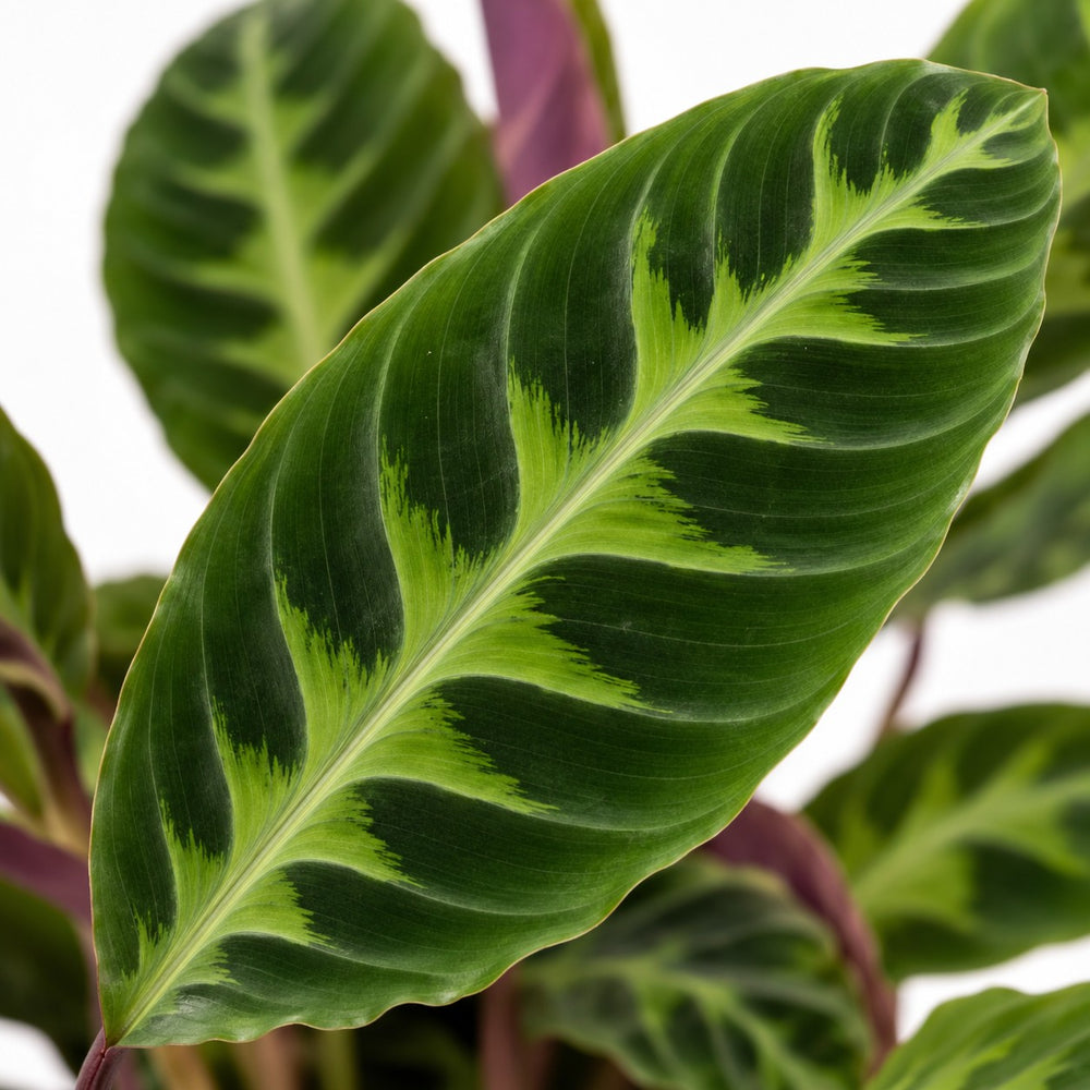 Calathea Warscewiczii (50cm, Ø14cm), Nahaufnahme Blatt