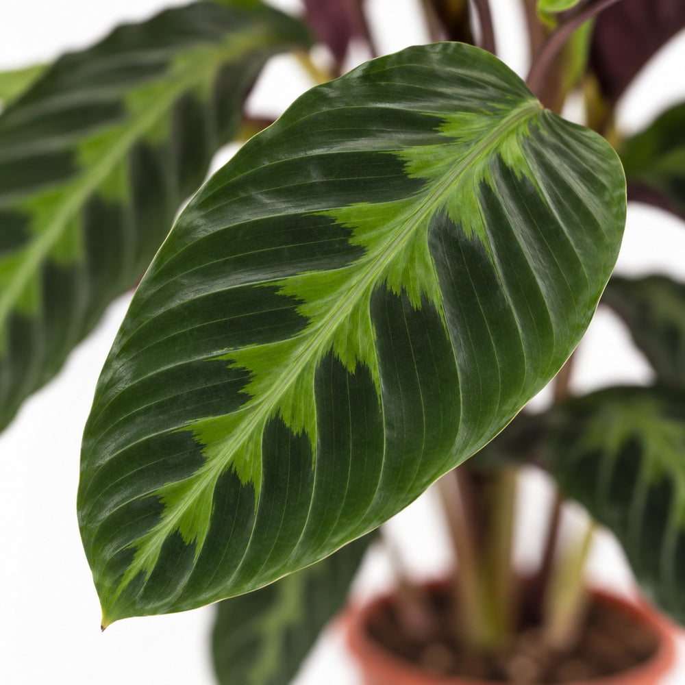 Calathea Warscewiczii, Nahaufnahme Blatt