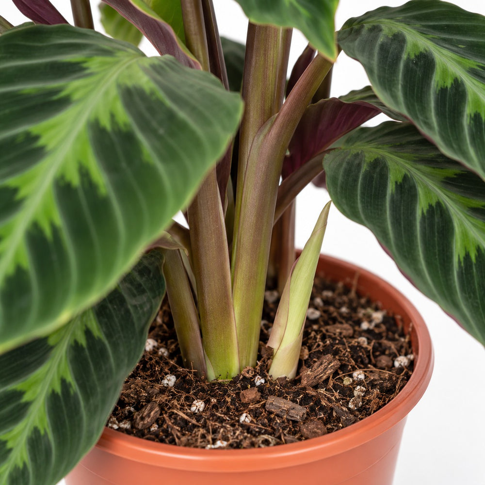 Calathea Warscewiczii, Nahaufnahme Wuchs und Triebansatz