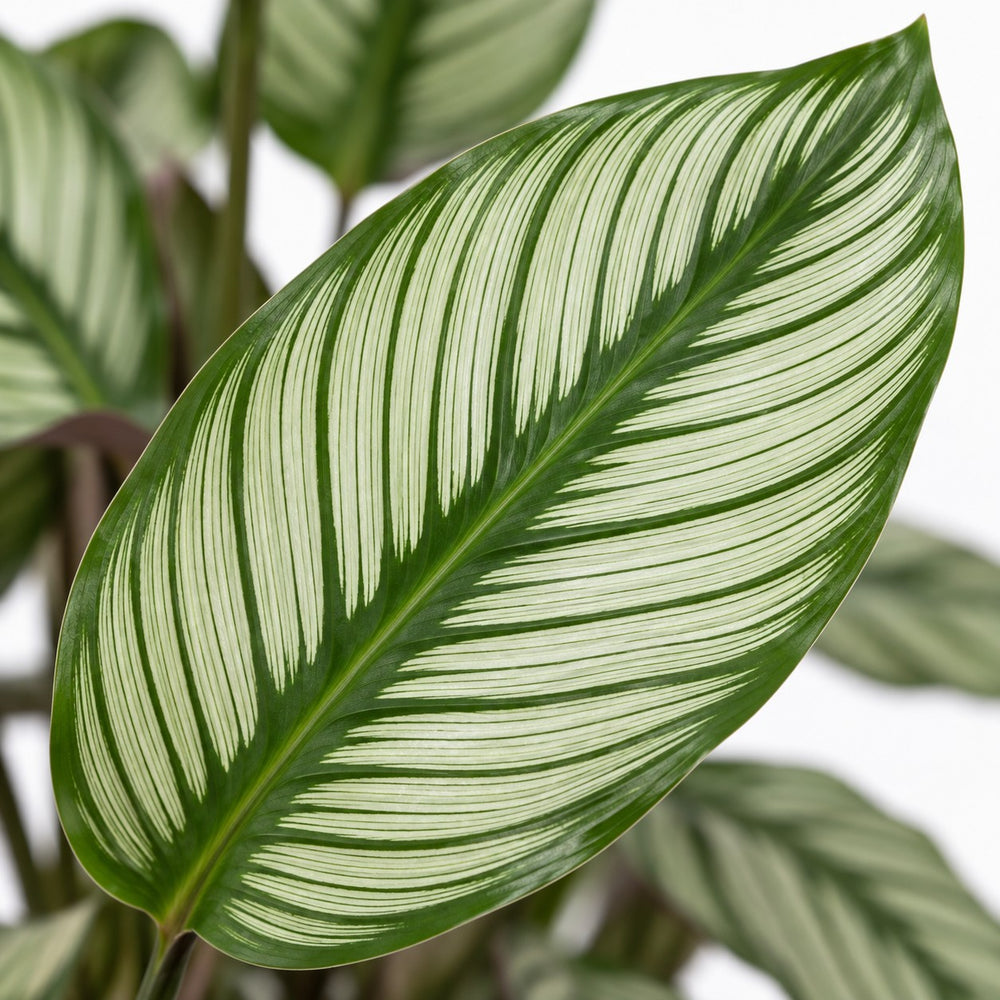 Calathea Whitestar, Nahaufnahme Blatt