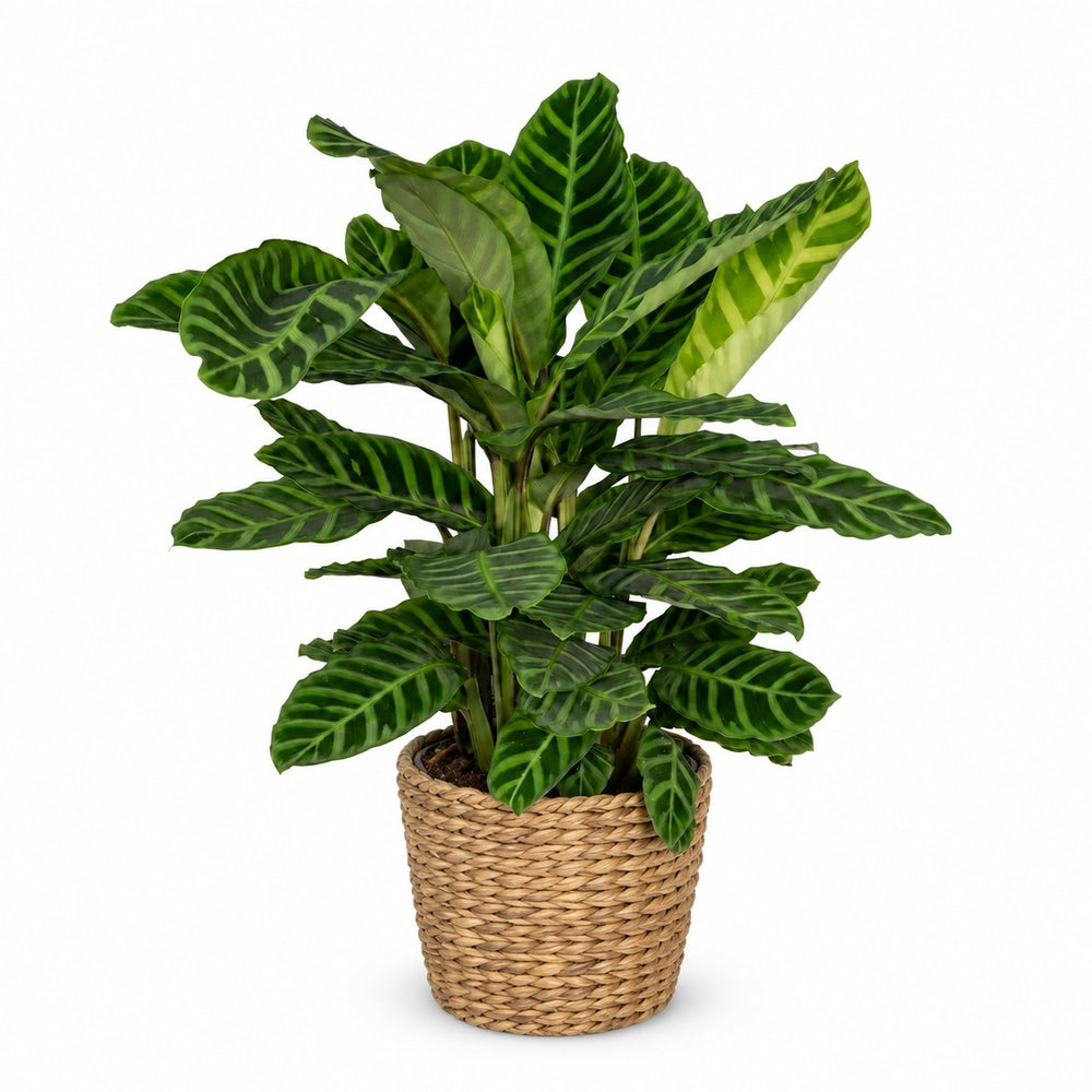 Calathea Zebrina (80cm, Ø19cm), Stylingbeispiel im Übertopf (Übertopf nicht enthalten)