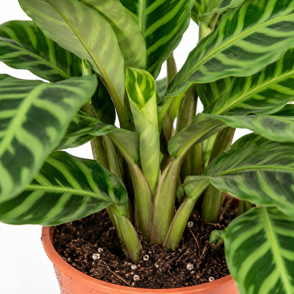 Calathea Zebrina, Nahaufnahme Wuchs und Triebansatz