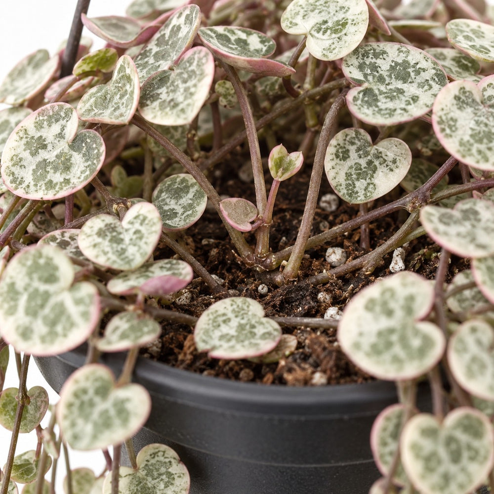 Ceropegia Linearis Subsp. Woodii Variegata, Nahaufnahme Wuchs und Triebansatz