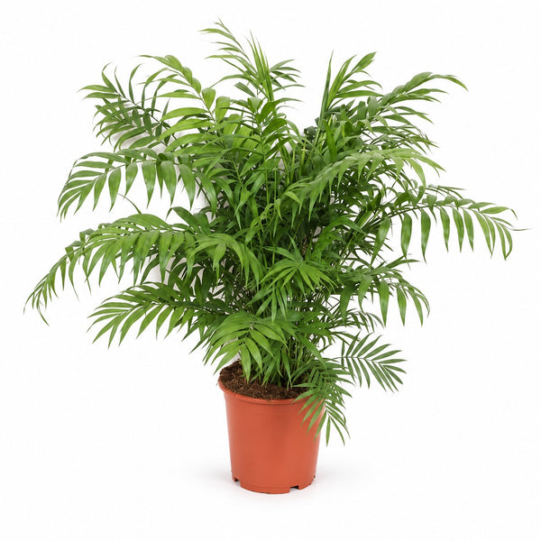 Chamaedorea Elegans - 100cm im Kulturtopf
