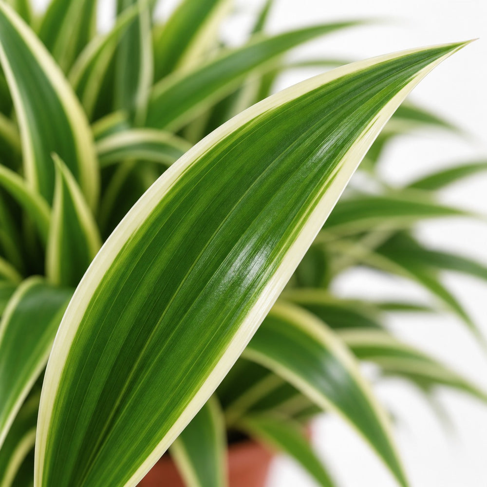 Chlorophytum Ocean, Nahaufnahme Blatt