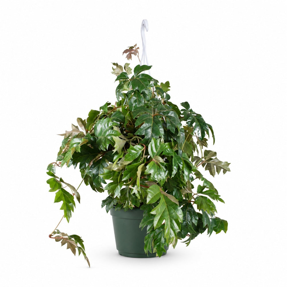 Cissus Rhombifolia Ellen Danica (70cm, Ø17cm) im Kulturtopf