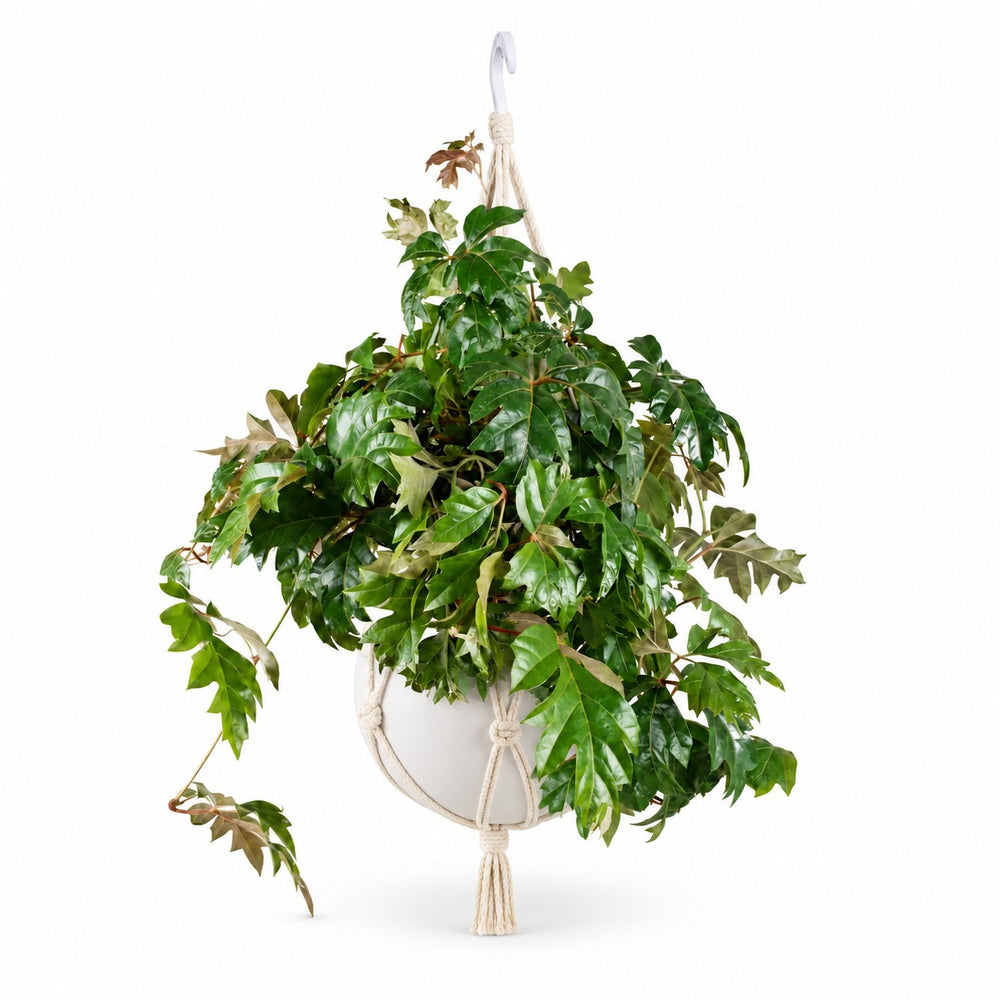 Cissus Rhombifolia Ellen Danica (70cm, Ø17cm), Stylingbeispiel im Übertopf (Übertopf nicht enthalten)
