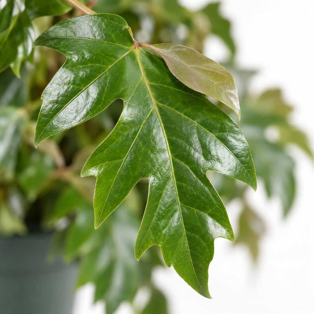 Cissus Rhombifolia Ellen Danica, Nahaufnahme Blatt