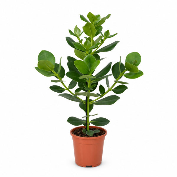 Clusia Rosea Princess (60cm, Ø17cm) im Kulturtopf