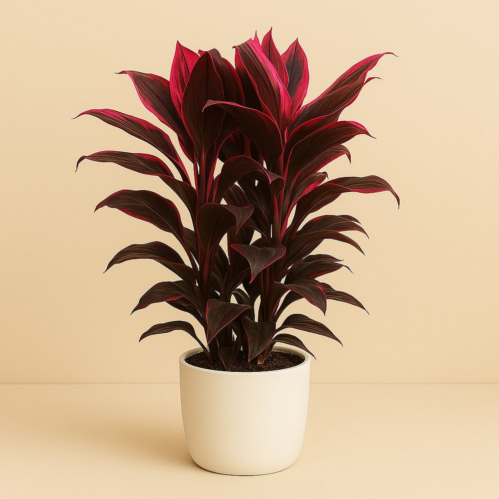 Cordyline Mambo 55cm im 19cm Topf