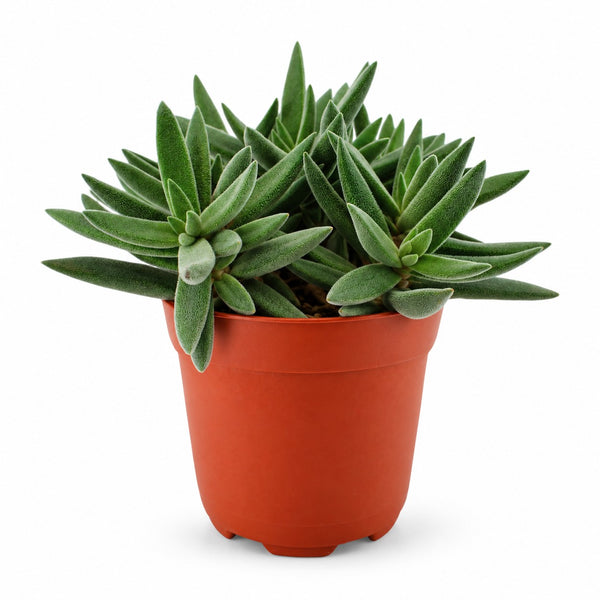 Crassula Tenelli (15cm, Ø11cm) im Kulturtopf