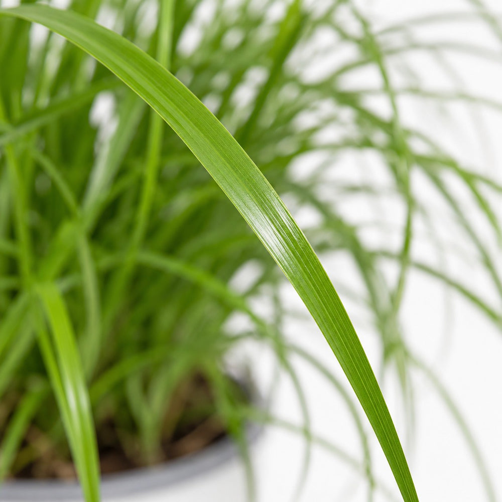Cyperus Alternifolius - Katzengras, Nahaufnahme Blatt