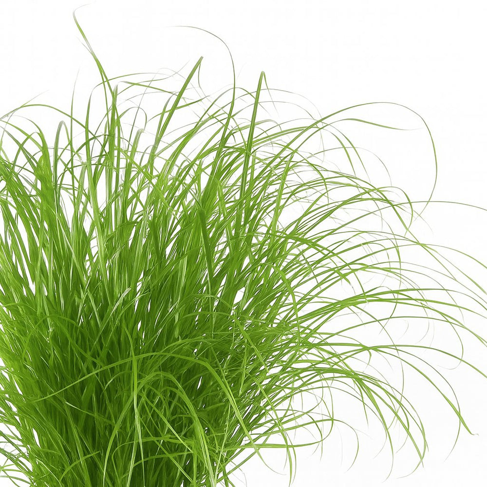 Cyperus Alternifolius Zumula 28cm im 12cm Topf Nahaufnahme