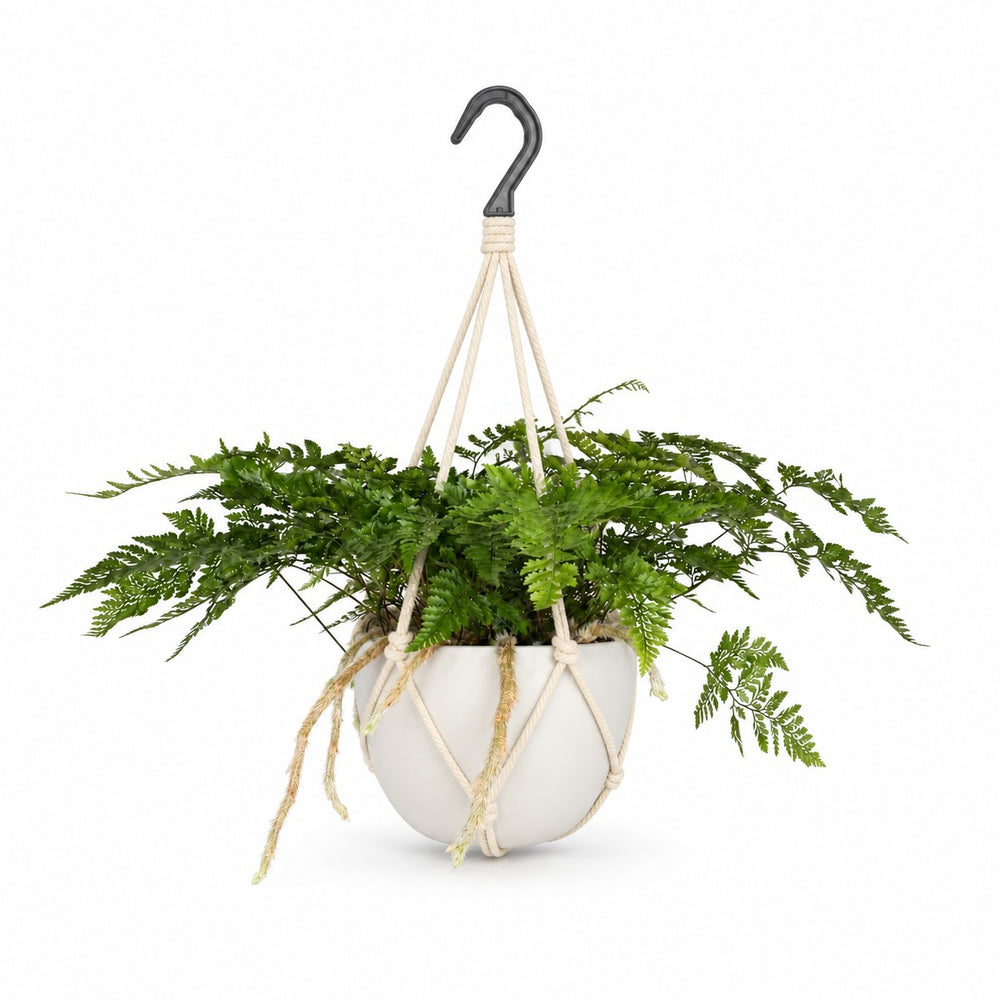 Davallia Bullata (30cm, Ø17cm), Stylingbeispiel im Übertopf (Übertopf nicht enthalten)