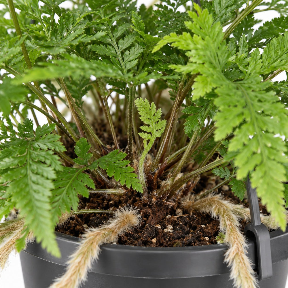 Davallia Bullata, Nahaufnahme Wuchs und Triebansatz