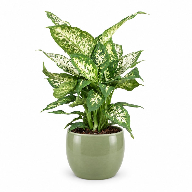 Dieffenbachia Compacta Detail