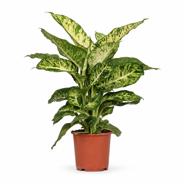 Dieffenbachia Mars (50cm, Ø17cm) im Kulturtopf