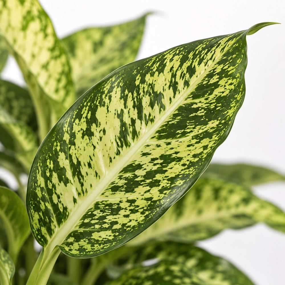 Dieffenbachia Mars, Nahaufnahme Blatt