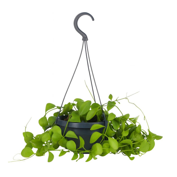 Dischidia Imbricata 40cm im 14cm Topf