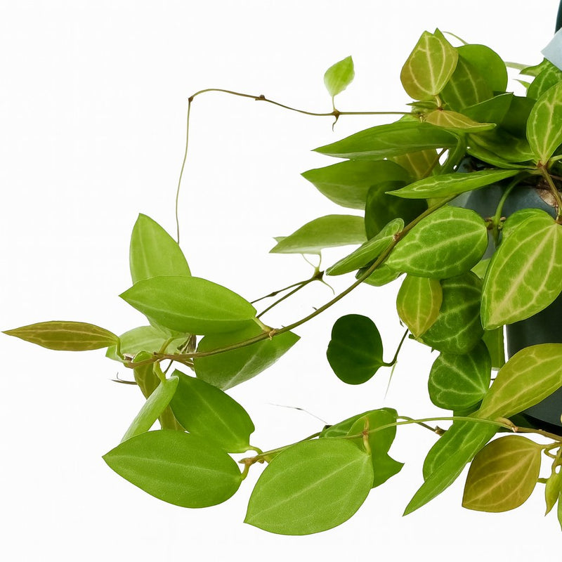 Dischidia Ovata Detail