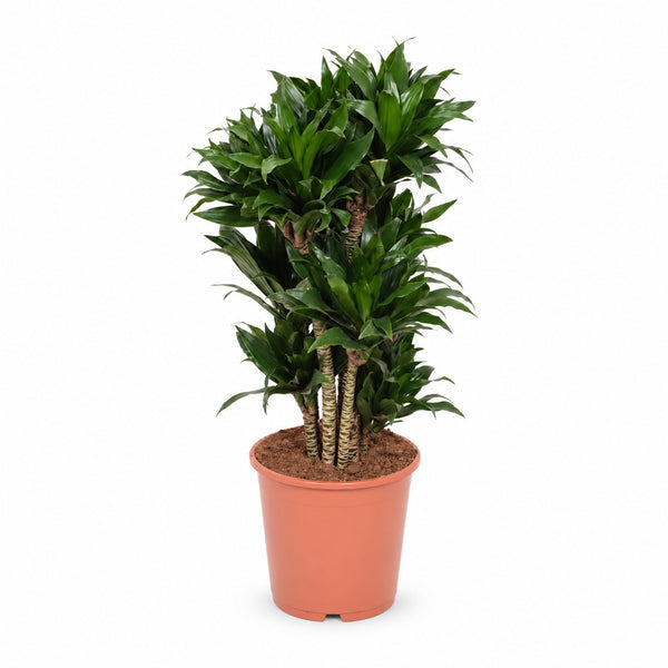 Dracaena Compacta (80cm, Ø24cm) im Kulturtopf