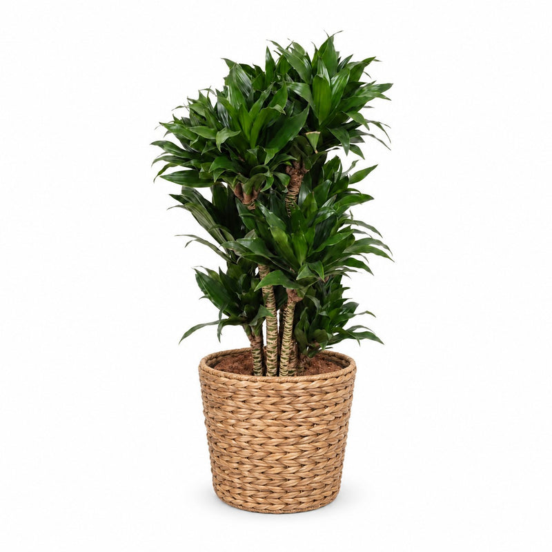 Dracaena Compacta Detail