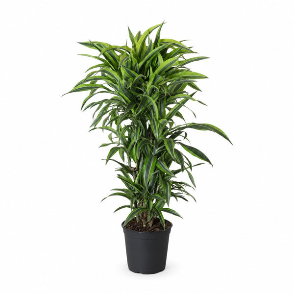 Dracaena Lemon Lime (120cm, Ø27cm) im Kulturtopf