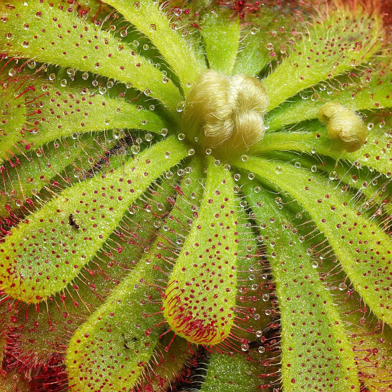 Drosera Aliciae Detail