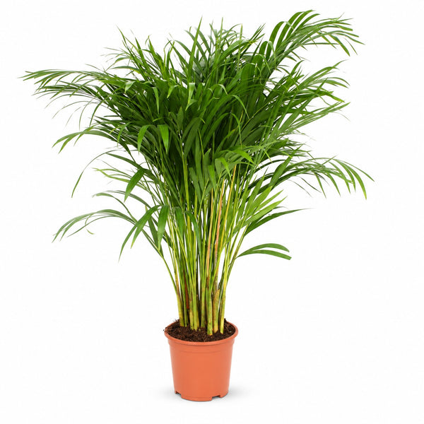 Dypsis Lutescens Areca - 110cm im Kulturtopf
